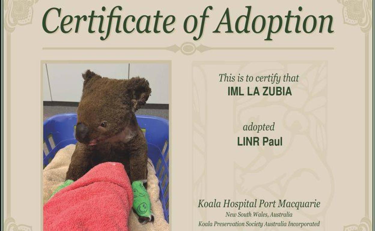 Una Academia De Inglés De La Zubia Adopta Un Koala Ante La Ola De Incendios En Australia Ideal 7140
